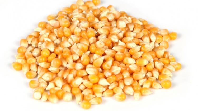 Cin Mısırı (Patlatmalık)