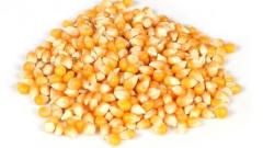 Cin Mısırı (Patlatmalık)